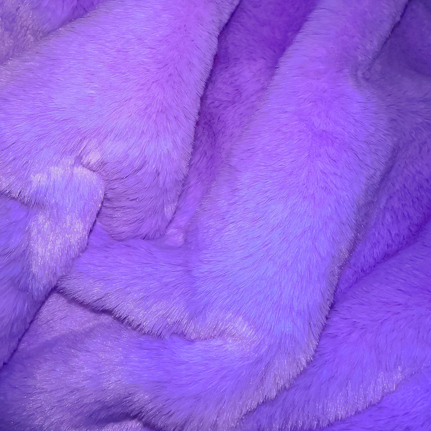 Beaver Violet